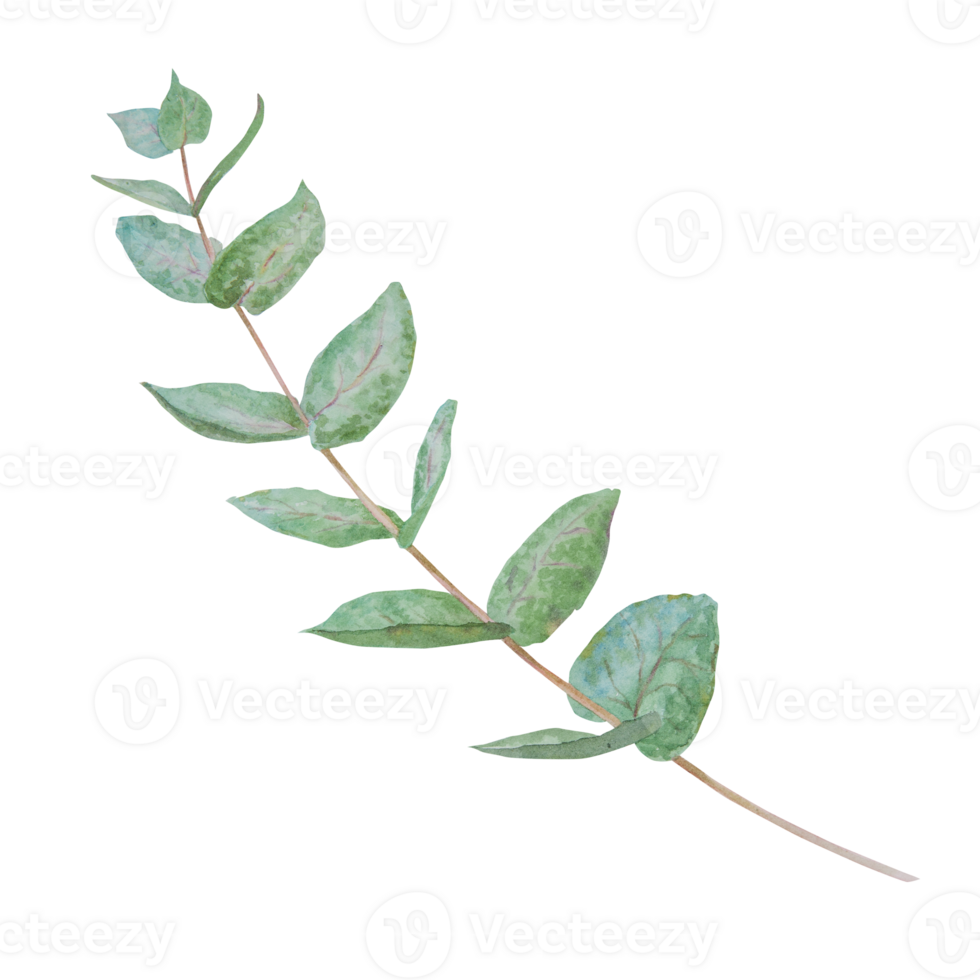 Eucalyptus branch watercolor hand drawn floral illustration. Botanical painting of greenery leaves are isolated. Good as an element in the decorative design of wedding invitations, greetings, textile png