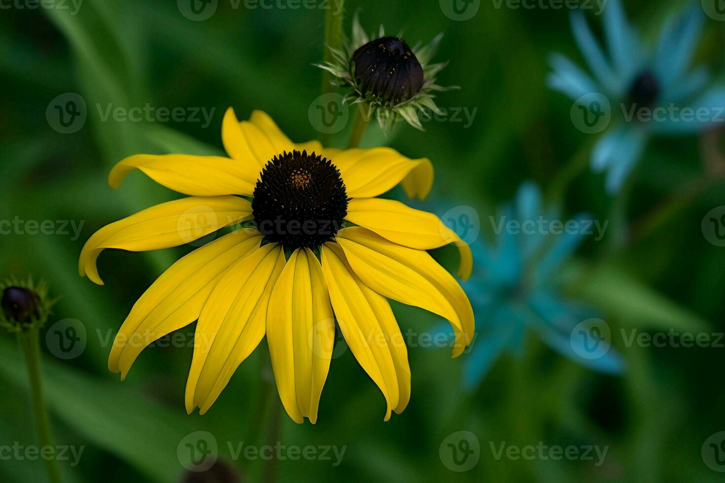 Yellow flower blue closeup. Generate Ai photo