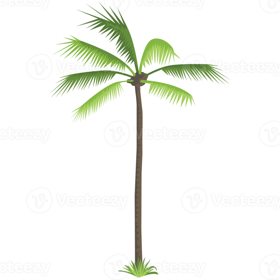 Coconut Tree Nature 2D Color Illustrations png