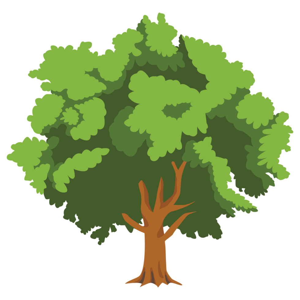 groot boom natuur 2d kleur illustraties png