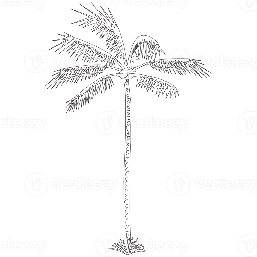 Coconut Tree Nature 2D Outline Illustrations png