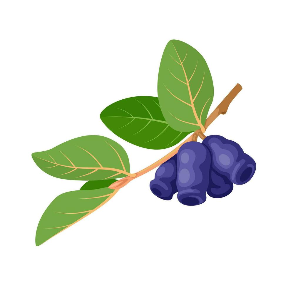 Vector illustration, Lonicera caerulea, common name blue honeysuckle, sweetberry honeysuckle, or honeyberry, isolated on white background.