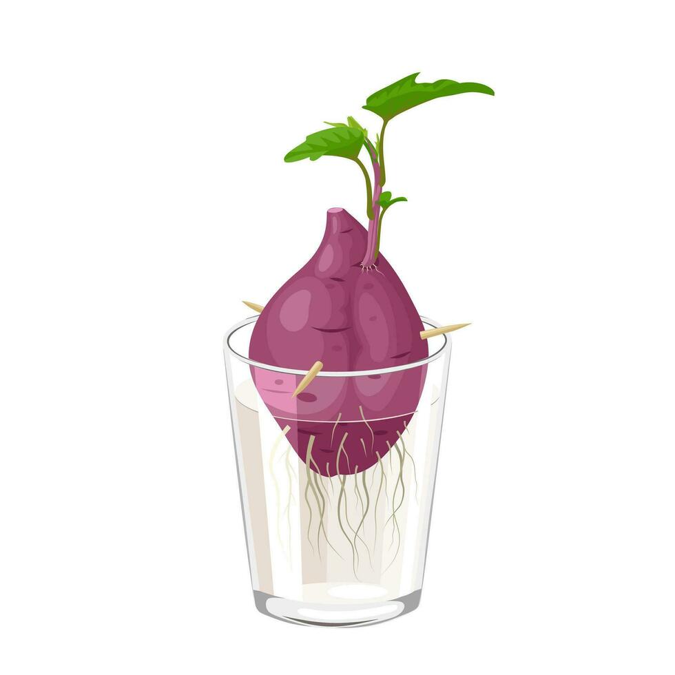 Vector illustration, sweet potato sprouts in water, as a gardening educational image, isolated on white background.