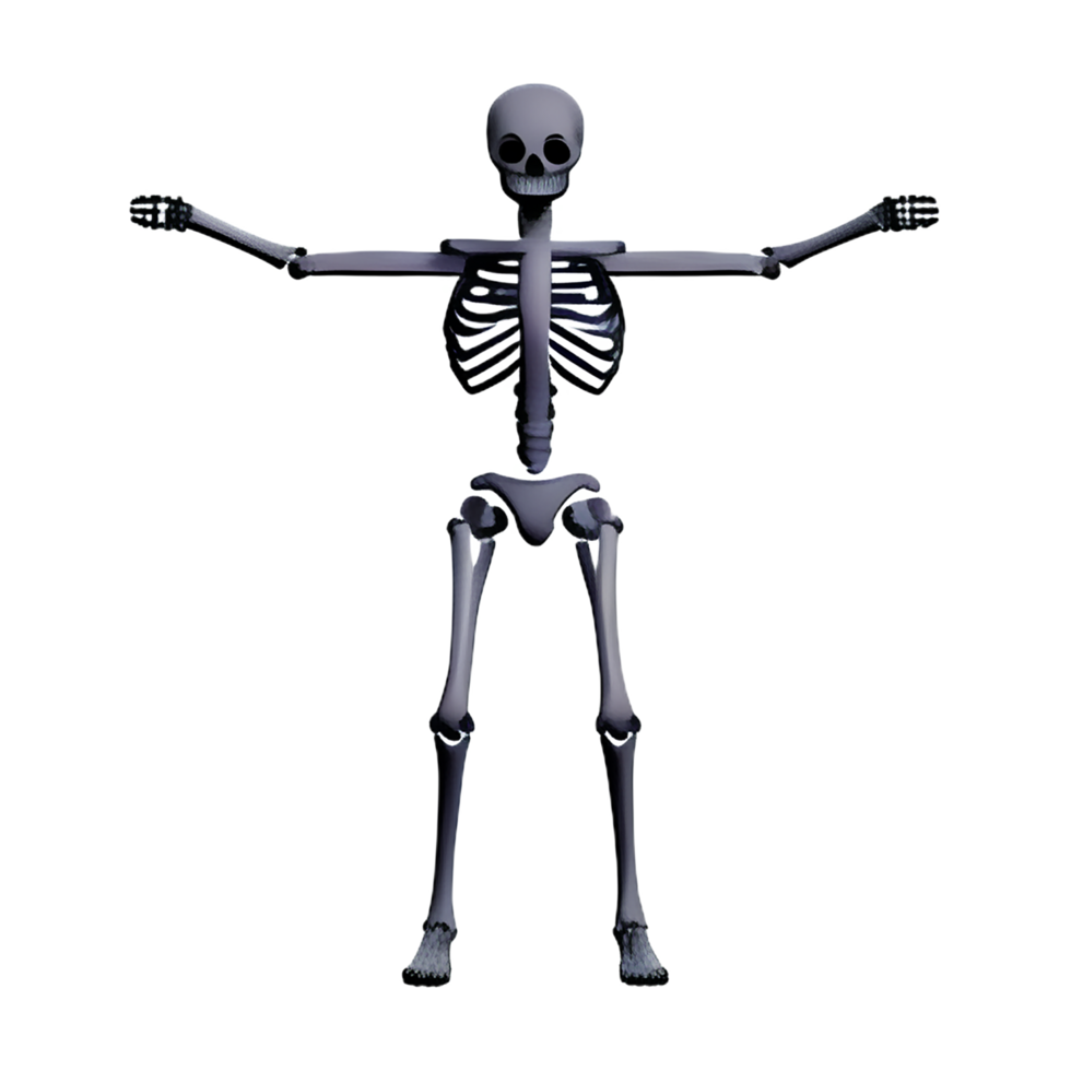 skeleton 3d rendering icon illustration png