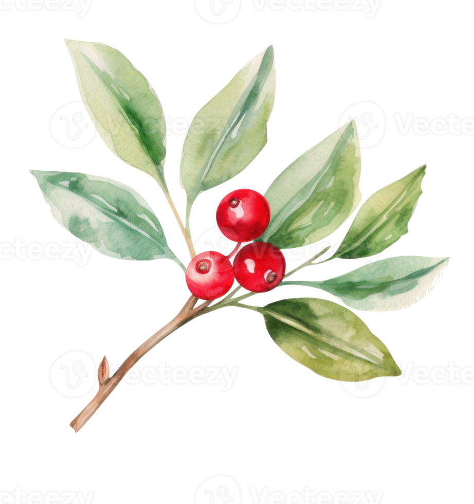 Watercolor holly bud png