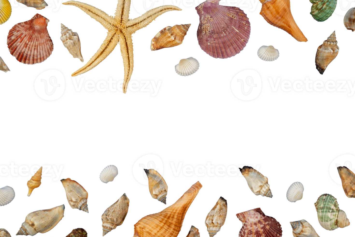 banner frame with flat lay shells copy space png