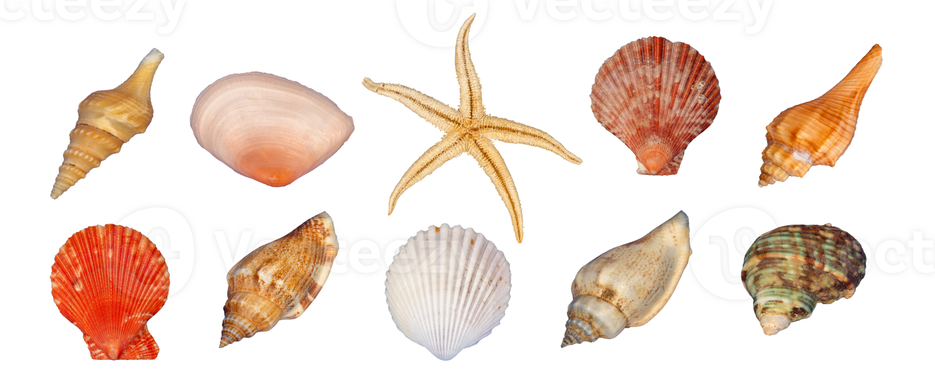 bundle of sea shell isolated element png