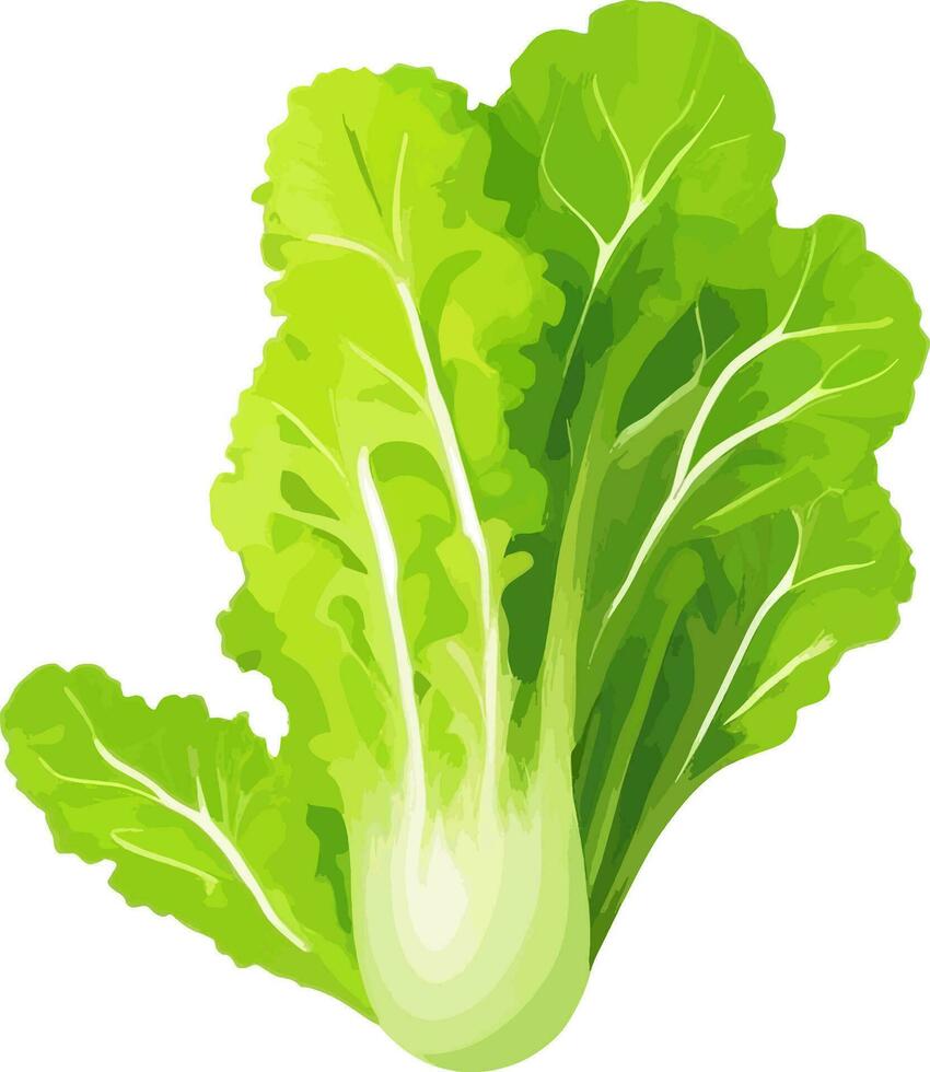 Fresh Green Lettuce Isolated Vector Illustartion