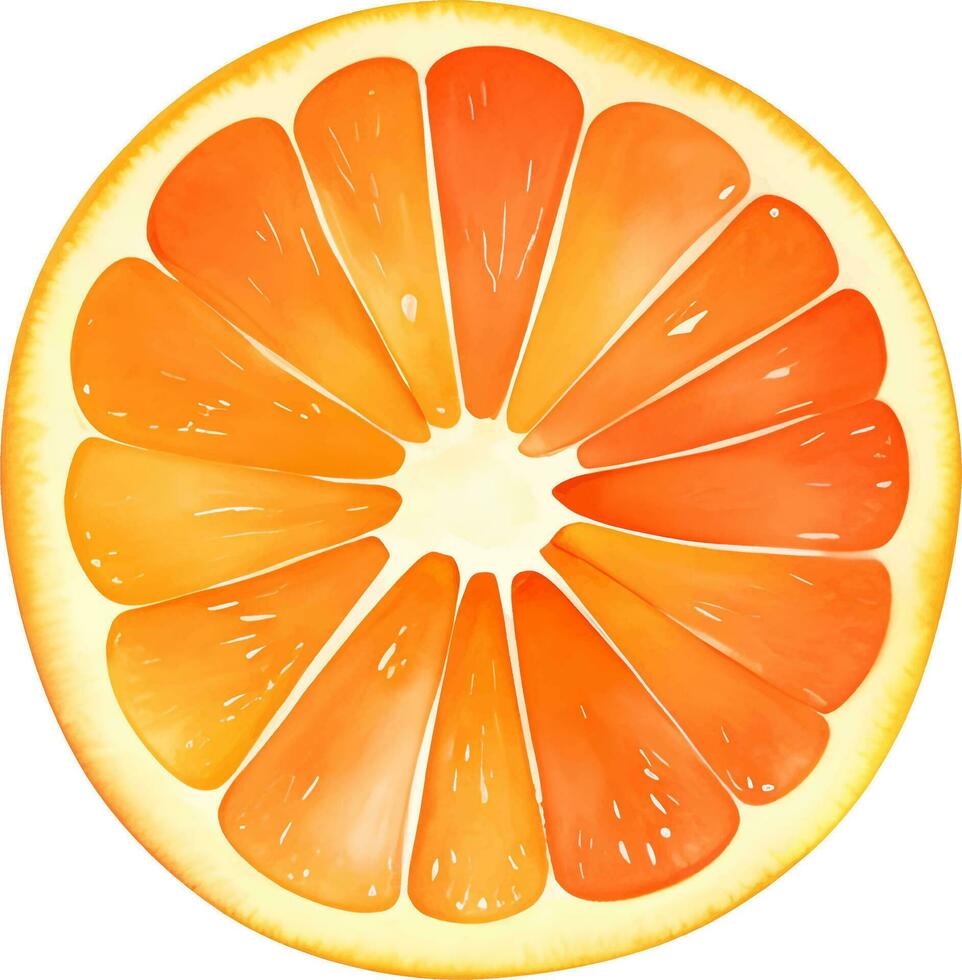 Sliced Orange Fruit Isolated Hand Drawn Painting Illustration vector