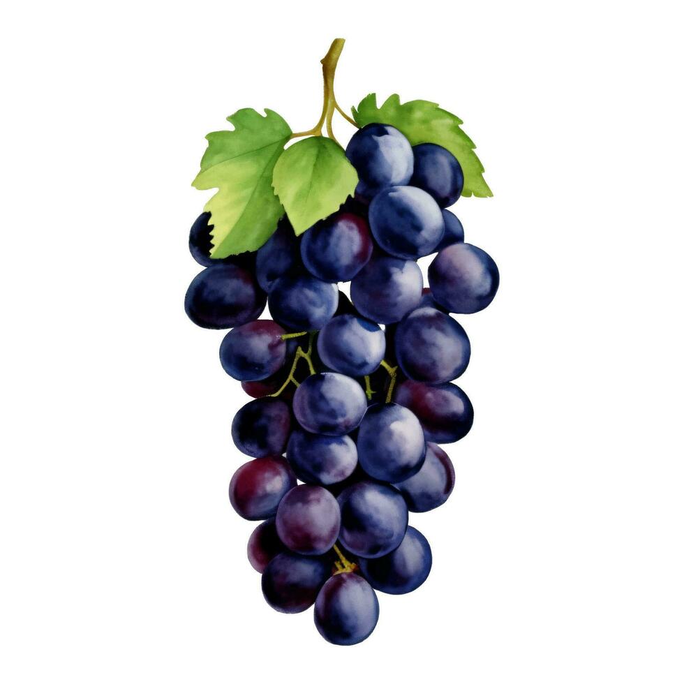 púrpura uvas con hojas aislado mano dibujado pintura ilustración vector