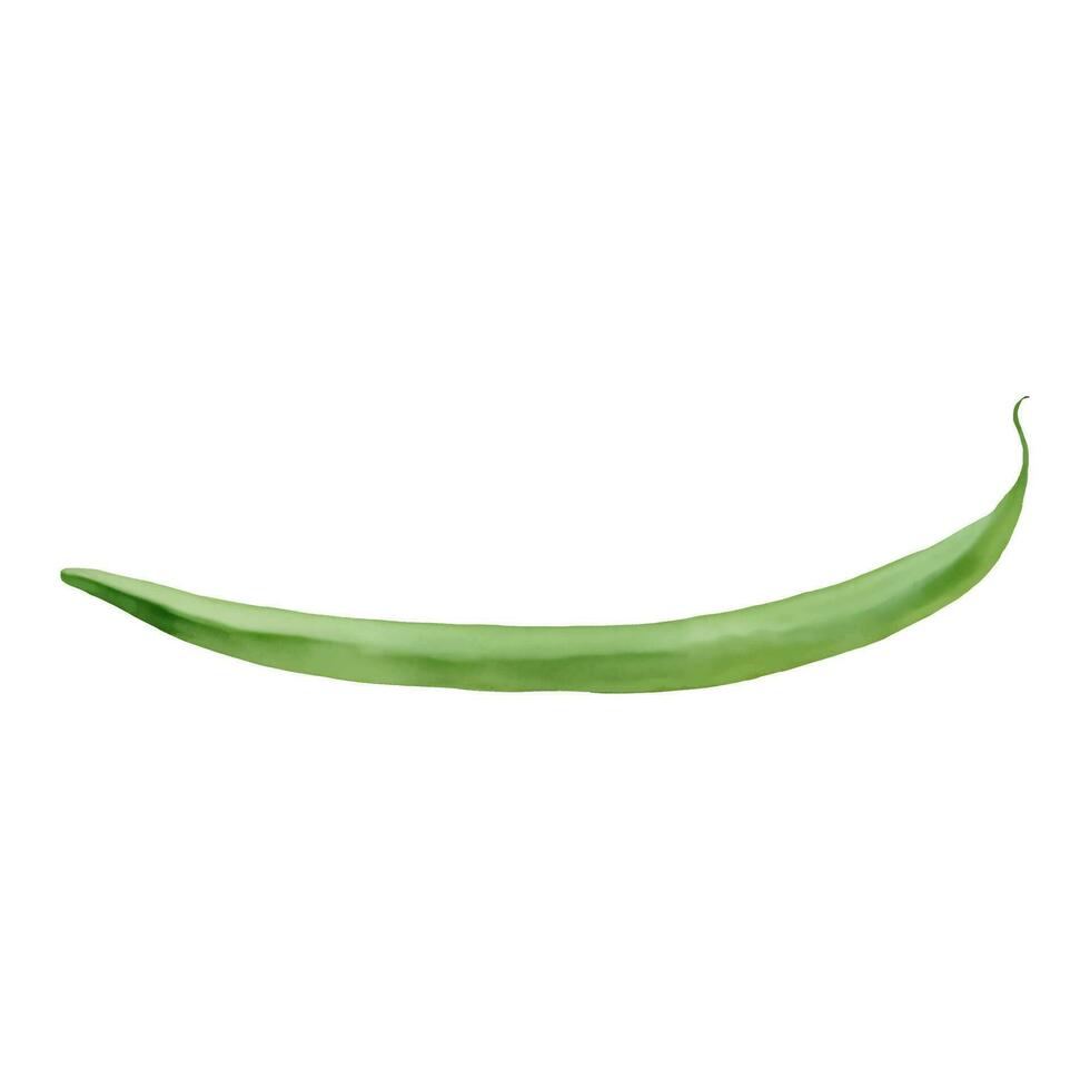 Green Bean Isolated Hand Drawn Painting Illustration vector