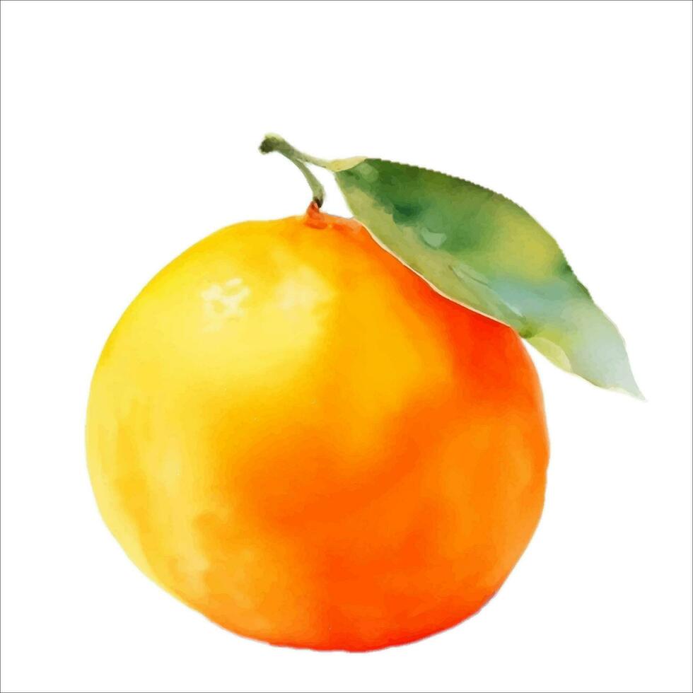 Fresh Orange Fruit with Leaf Watercolor Painting Illustration Vector