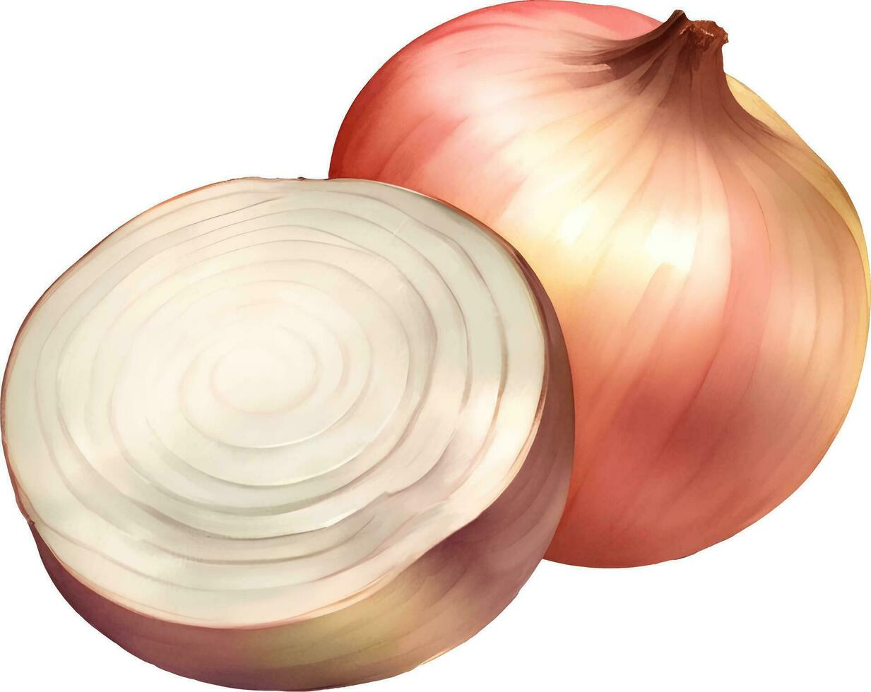 Onion Detailed Hand Drawn Illustration Vector Isolated