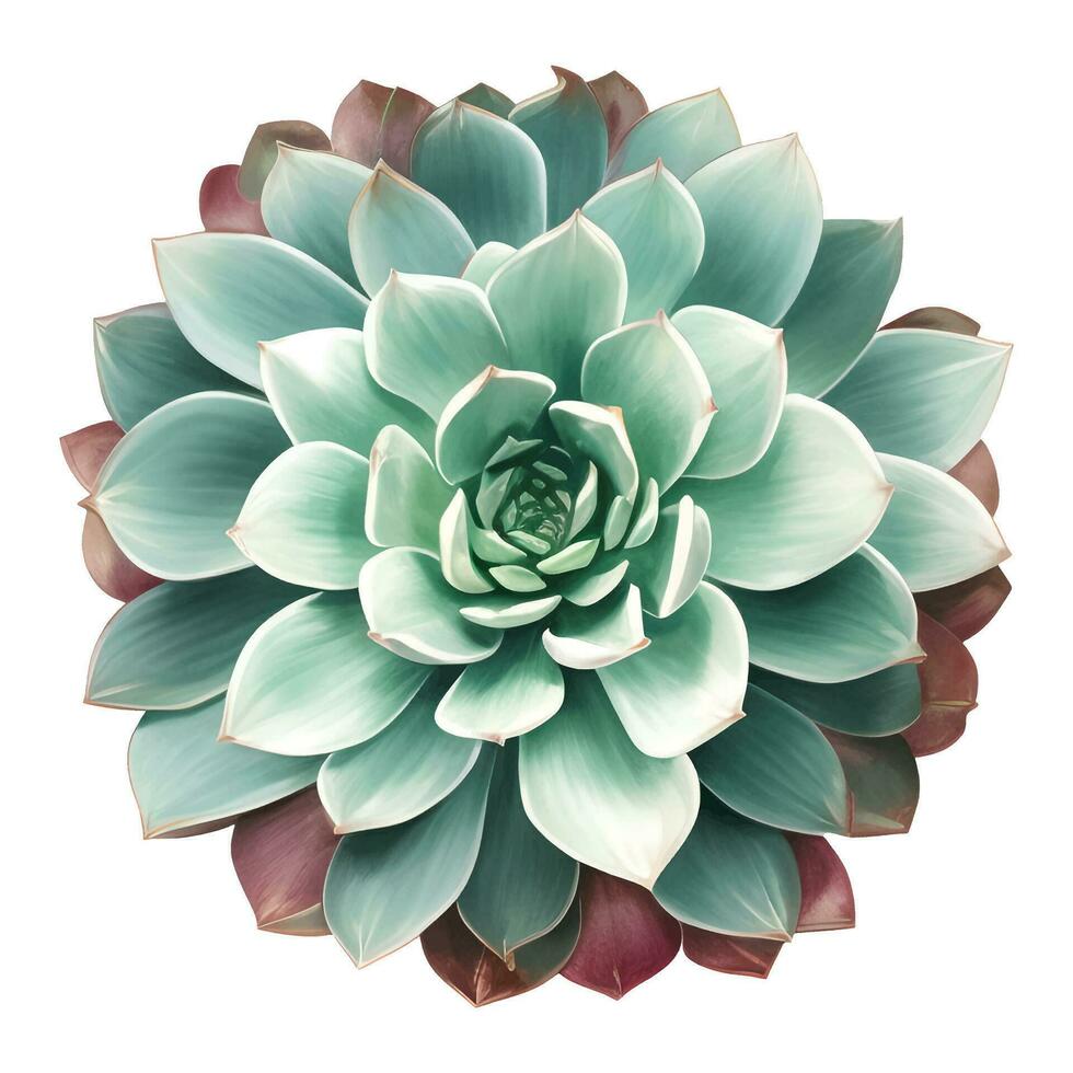 Succulent Plant Top View Isolated Detailed Hand Drawn Painting Illustration vector