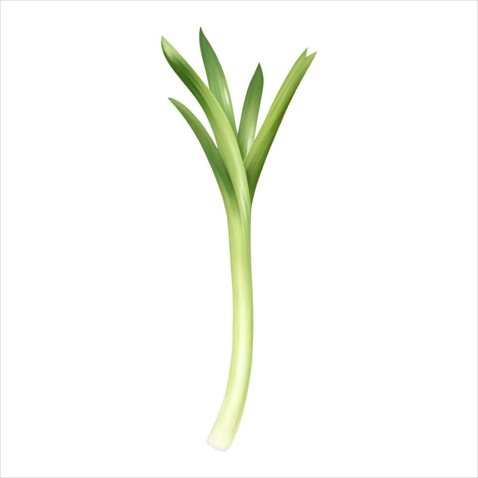 Spring Onion Isolated Detailed Hand Drawn Painting Illustration vector