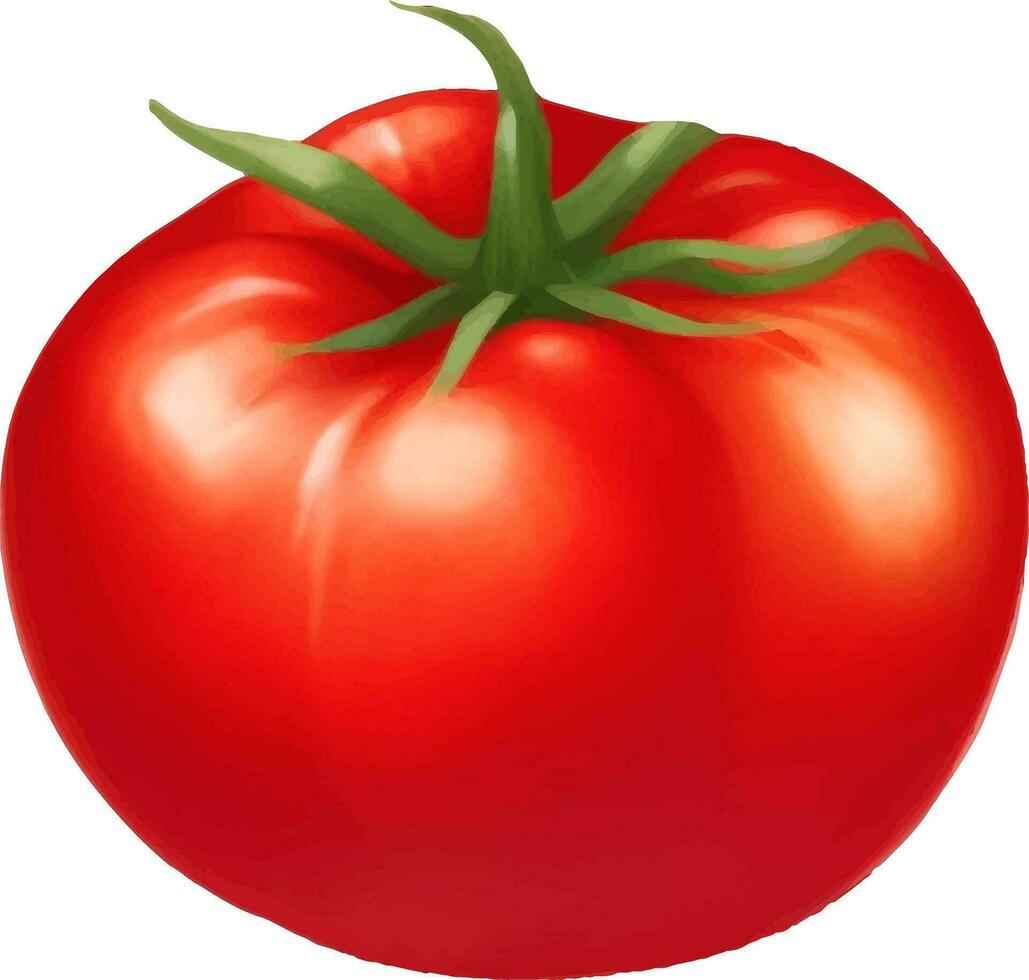 Tomato Detailed Beautiful Hand Drawn Vector Illustration