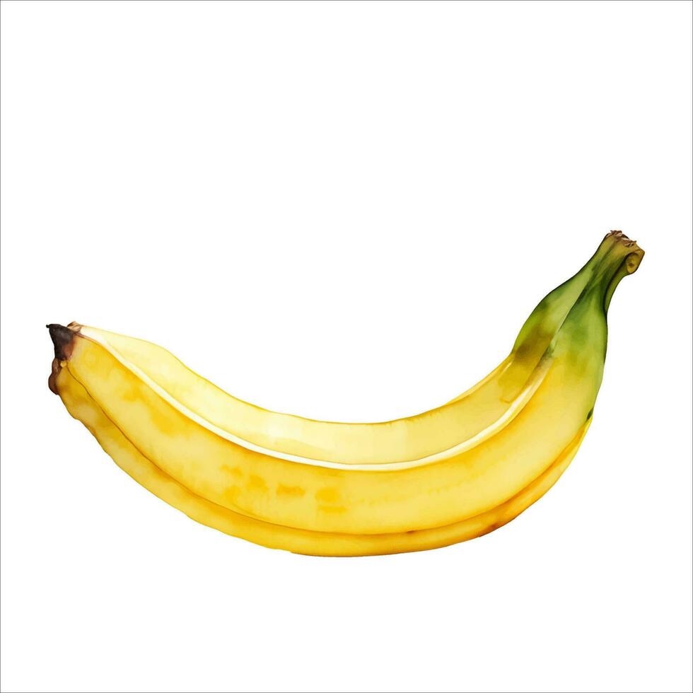 Delicious Yellow Banana Isolated Beautiful Watercolor Painting Illustration Vector