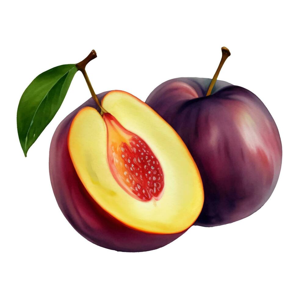 Plum Fruit with Leaf Isolated Hand Drawn Painting Illustration vector