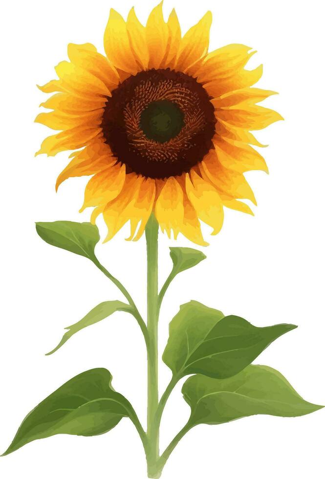 Sunflower with Leaves Detailed Beautiful Hand Drawn Vector Illustration