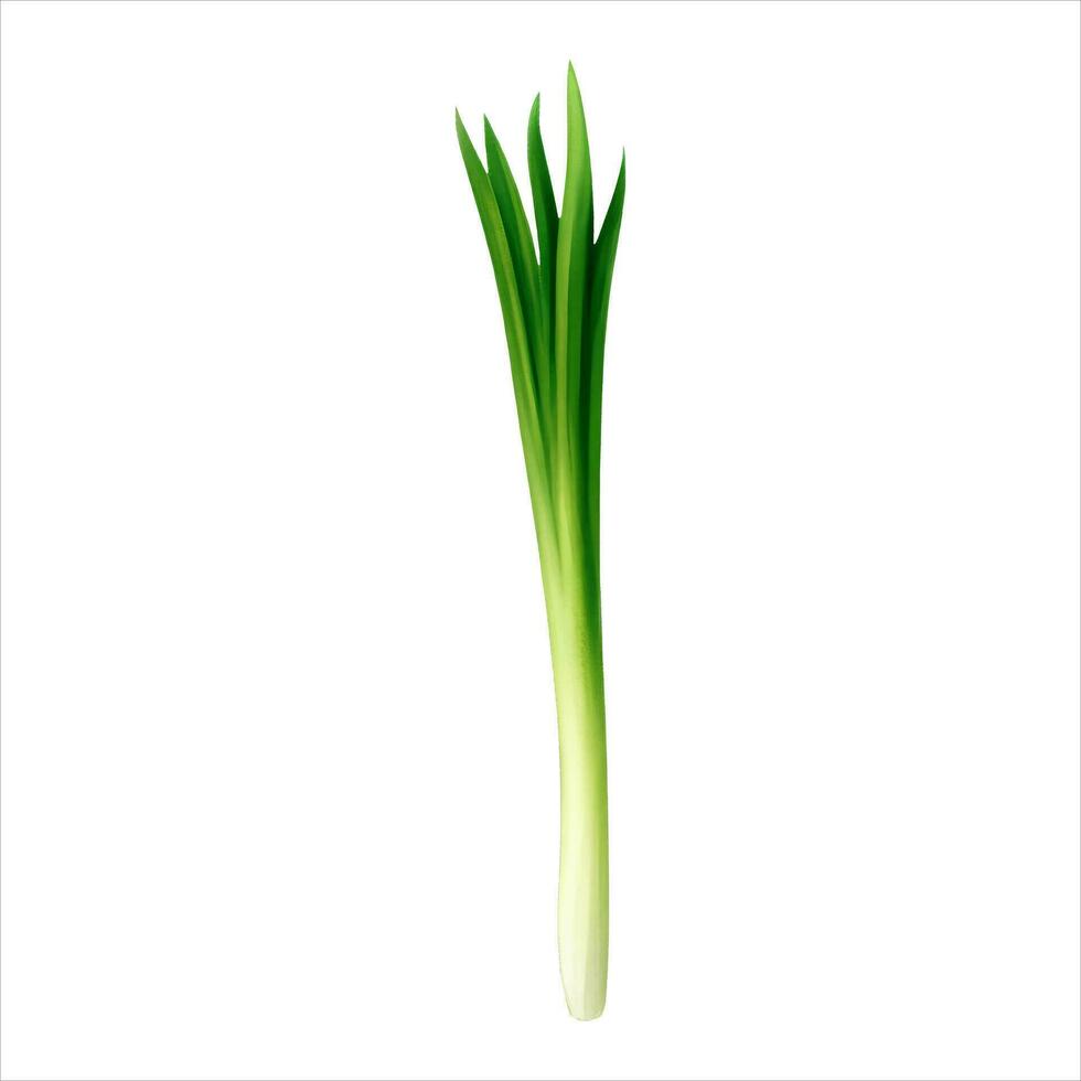 Spring Onion Isolated Detailed Hand Drawn Painting Illustration vector