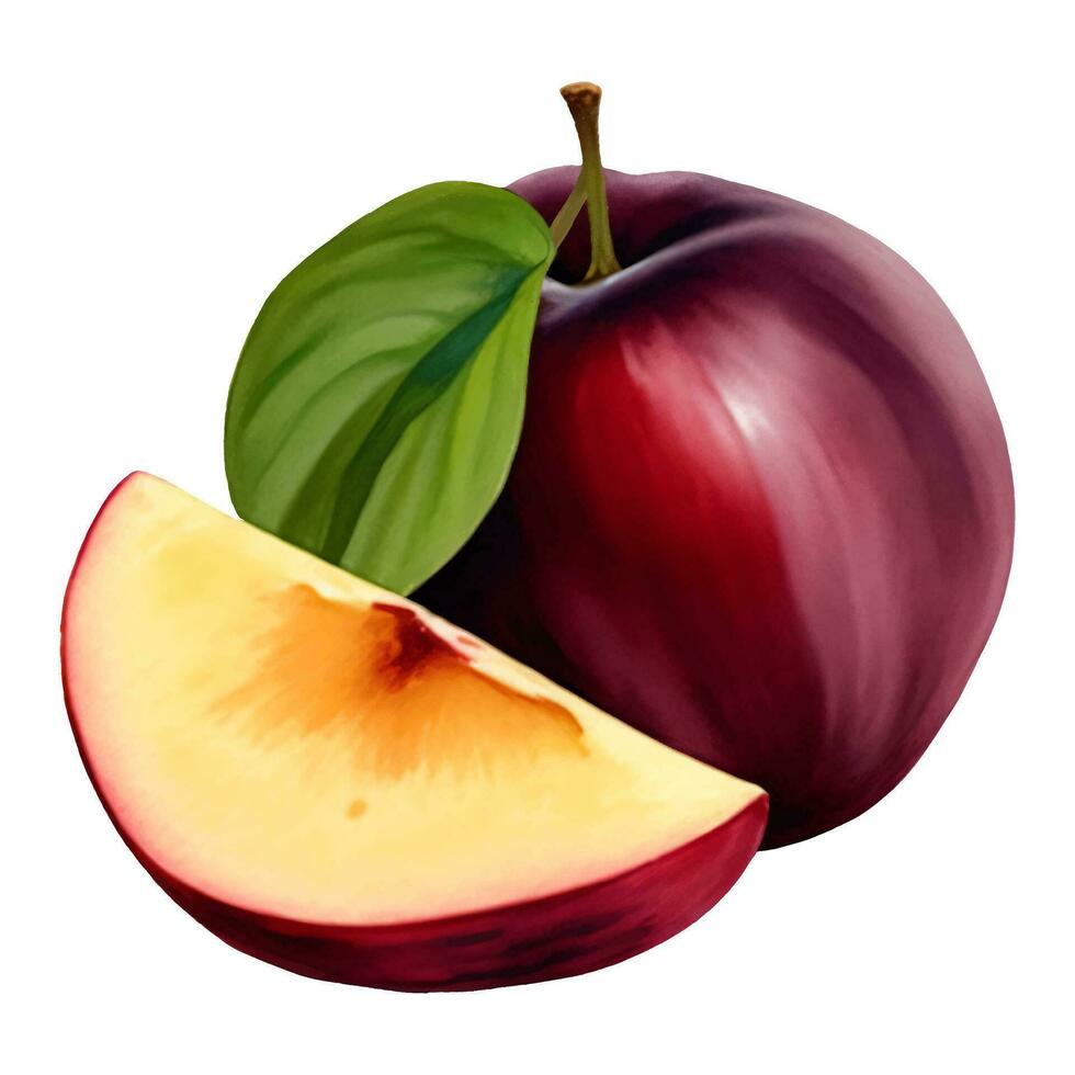 Plum Fruit with Leaf Isolated Hand Drawn Painting Illustration vector