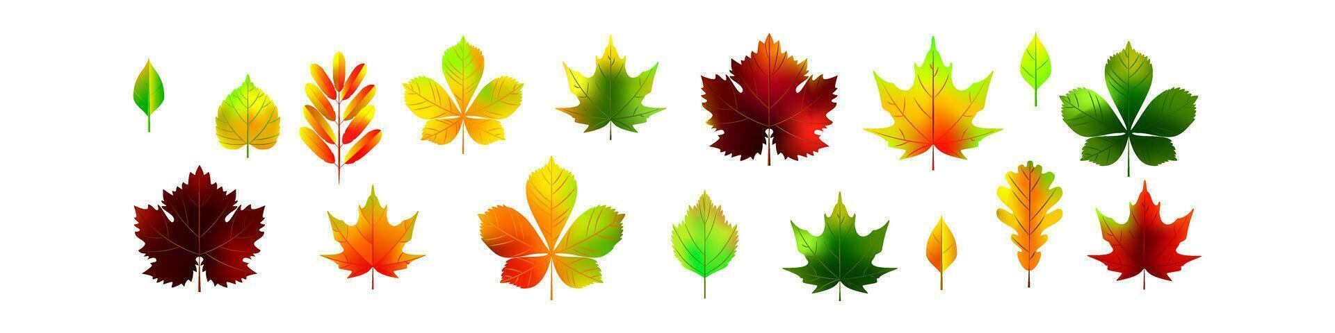 Autumn leaves isolated on white background. Realistic botanical vector illustration. Fall colorful foliage