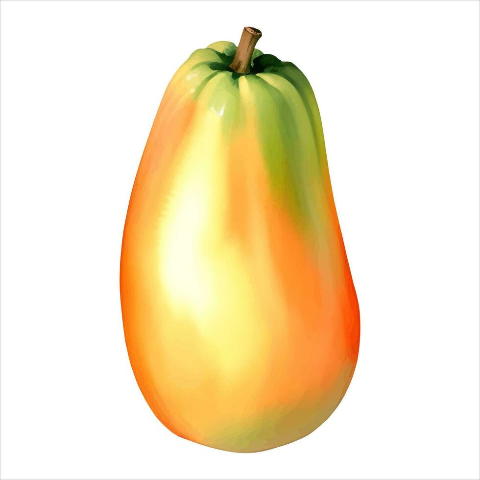 Fresh Papaya Isolated Detailed Hand Drawn Painting Illustration vector