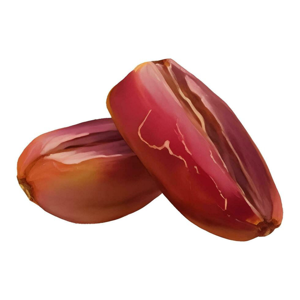 Tasty Dates Fruit Isolated Hand Drawn Painting Illustration vector