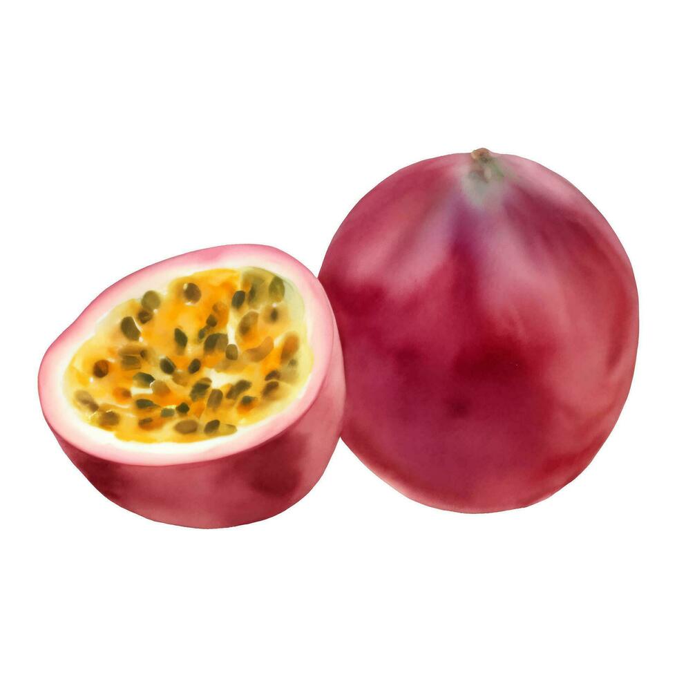 A Whole and Half Passion Fruit with Seeds Isolated Hand Drawn Painting Illustration vector