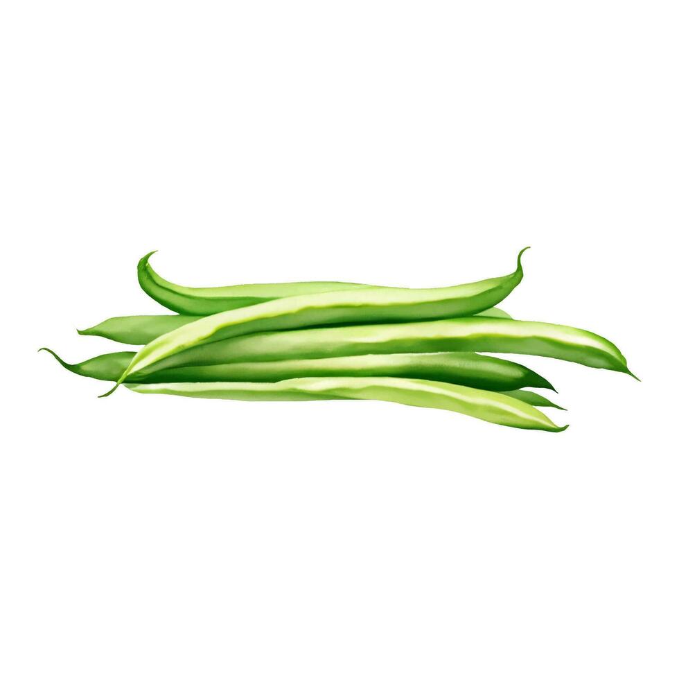 Green Beans Isolated Hand Drawn Painting Illustration vector