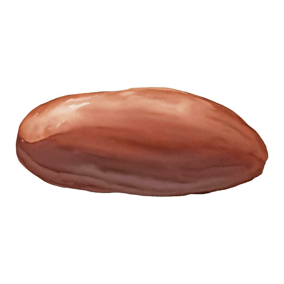 Cocoa Bean Isolated Hand Drawn Painting Illustration vector