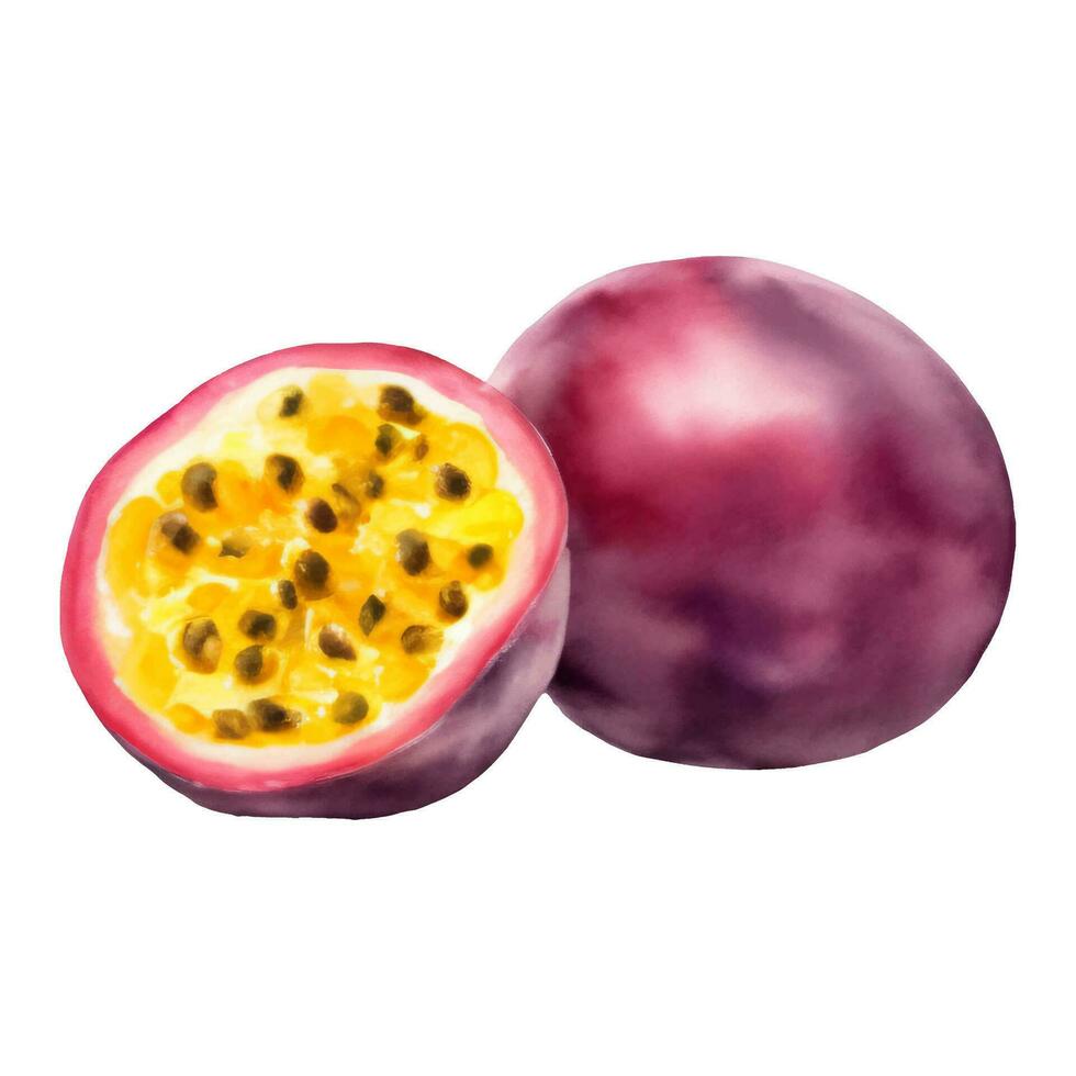 A Whole and Half Passion Fruit with Seeds Isolated Hand Drawn Painting Illustration vector