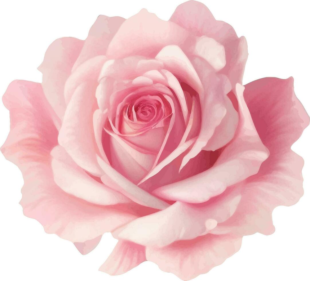 rosado Rosa detallado hermosa mano dibujado vector ilustración