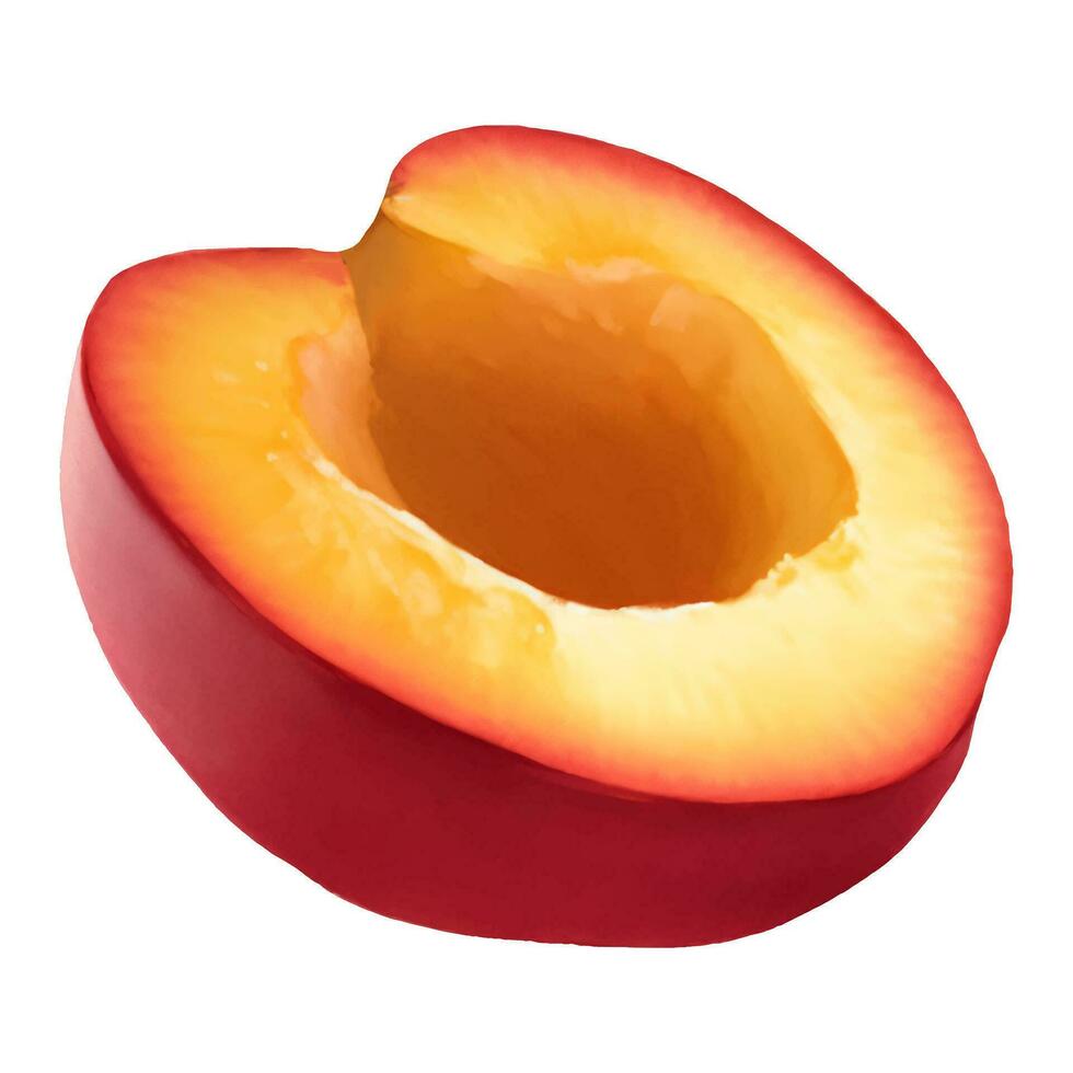 Half Cut Plum Fruit without Seed Isolated Hand Drawn Painting Illustration 28543909 Vector Art