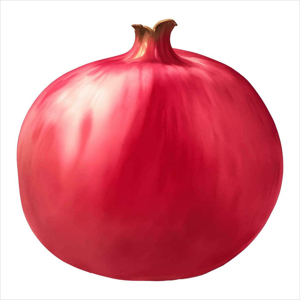 Pomegranate Isolated Detailed Hand Drawn Painting Illustration vector