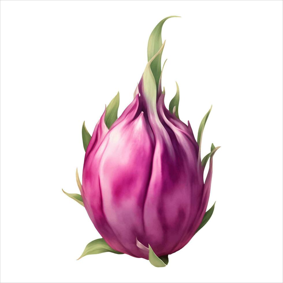 Dragon Fruit Isolated Detailed Hand Drawn Painting Illustration vector