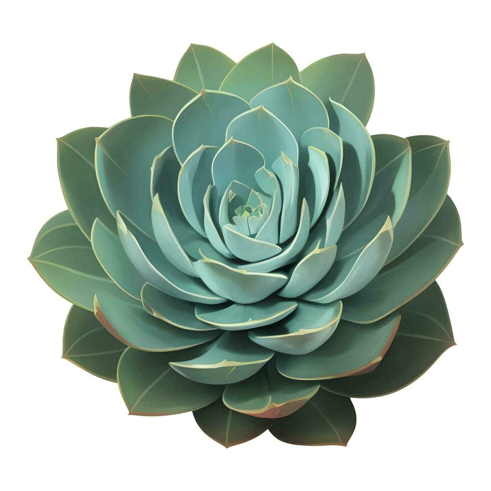 Succulent Plant Top View Isolated Detailed Hand Drawn Painting Illustration vector