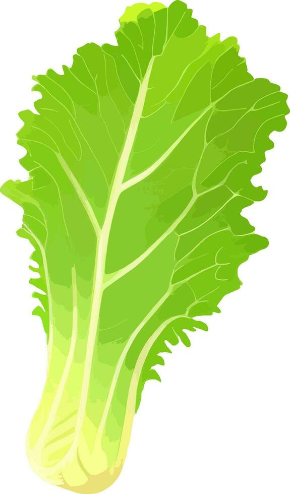 Fresco verde lechuga aislado vector ilustracion