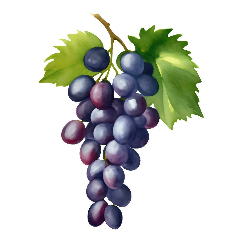 púrpura uvas con hojas aislado mano dibujado pintura ilustración vector