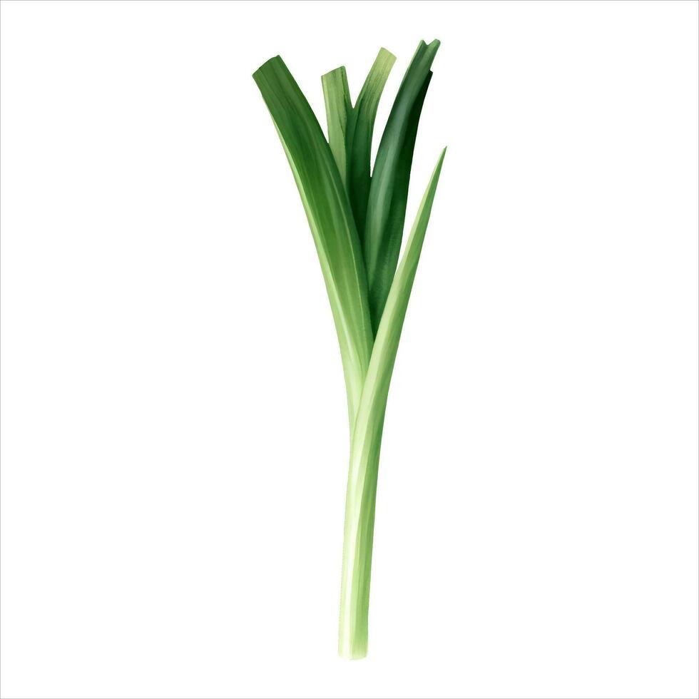 Spring Onion Isolated Detailed Hand Drawn Painting Illustration vector