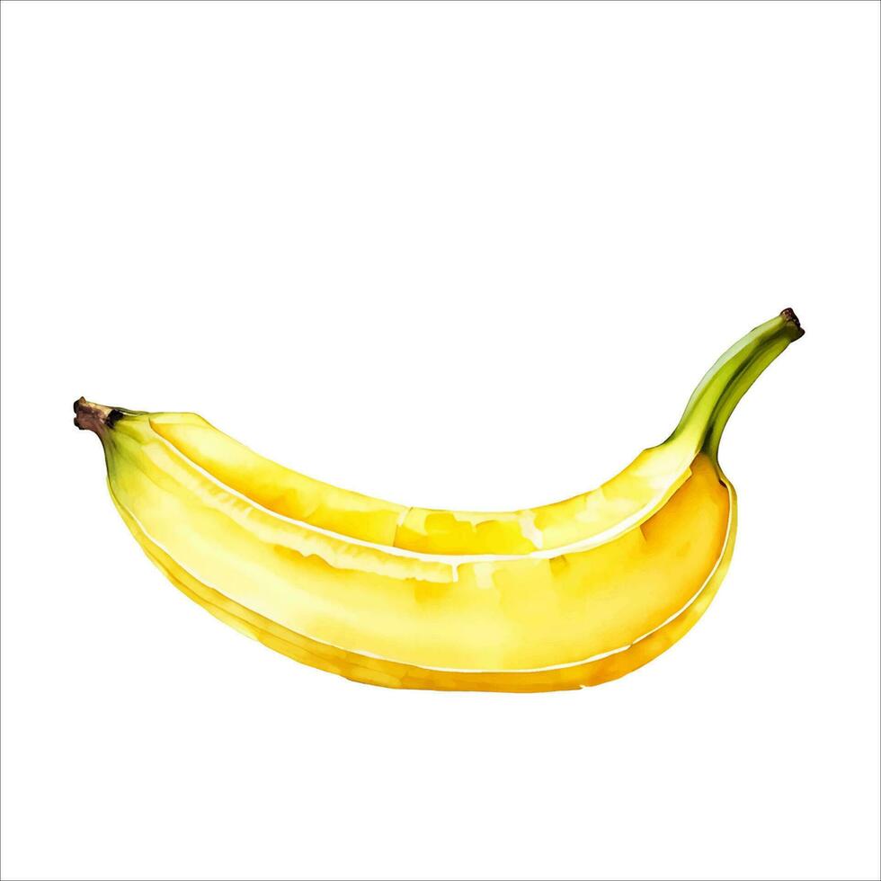 Delicious Yellow Banana Isolated Beautiful Watercolor Painting Illustration Vector