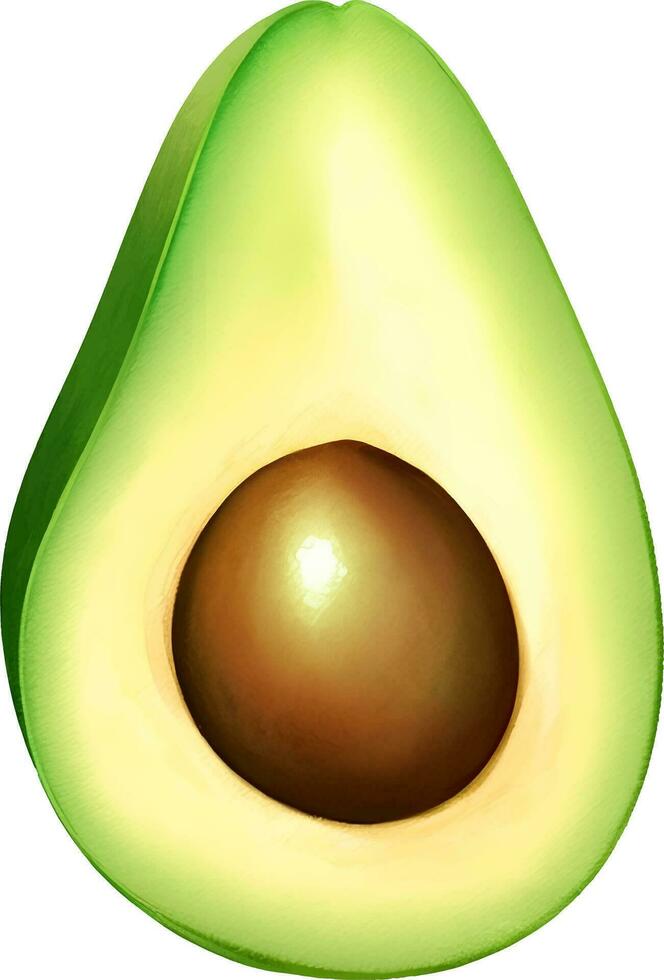 Half Avocado Hand Drawn Illustration Vector Isolated