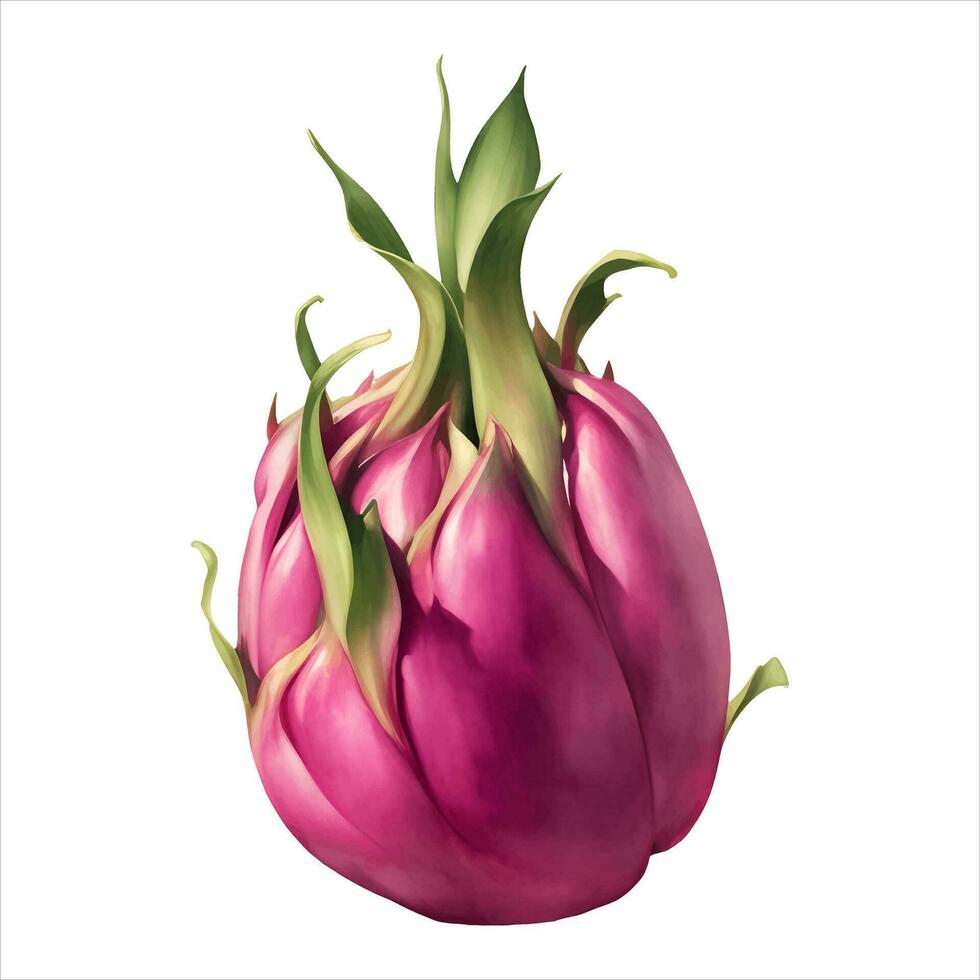 Dragon Fruit Isolated Detailed Hand Drawn Painting Illustration vector