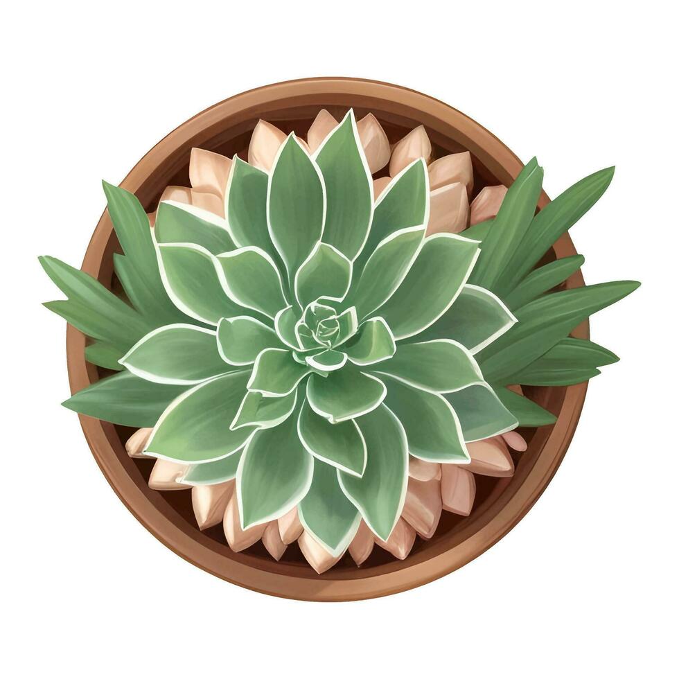 Succulent in a Plant Pot Top View Isolated Detailed Hand Drawn Painting Illustration vector