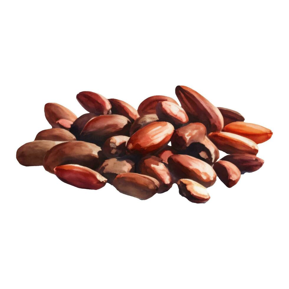 Pile of Cocoa Beans Isolated Hand Drawn Painting Illustration vector