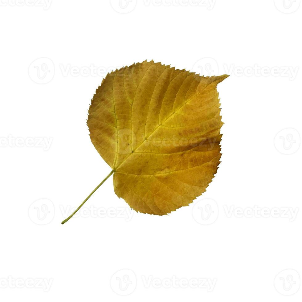 Bright yellow linden leaf, cutout object, isolated element for decor, design ideas, seasonal fall colorful mood, soft focus and clipping path photo