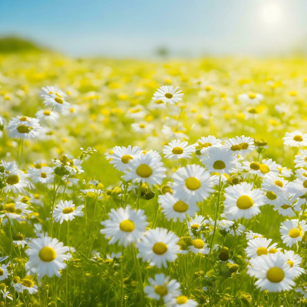Chamomile flower field. Camomile in nature. Field of daisies on a sunny day in nature. daisy flowers on a summer day. Chamomile floral closeup field background in sunlight. Generative Ai. Stock Photo