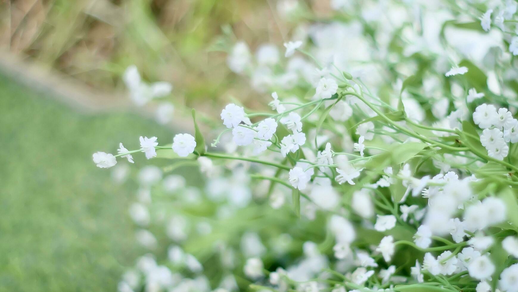 Close up ofwhite spring flowers photo