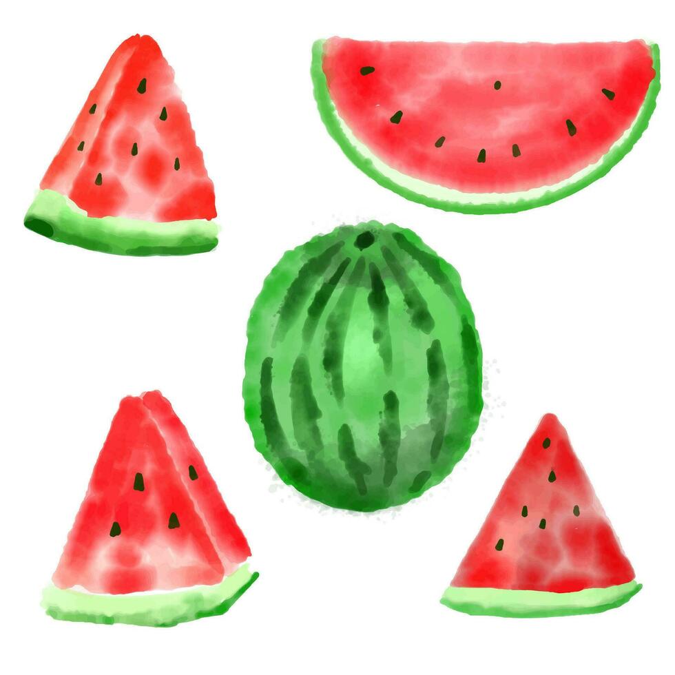 Watermelon watercolor paint isolated on white background vector. vector