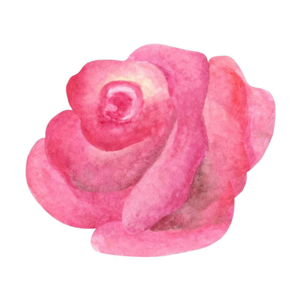 sonrojo rosado Rosa clipart. mano dibujado acuarela ilustraciones. vector